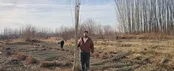 توزیع نهال صنوبر اصل به مناسبت روز درختکاری توسط شرکت نارون کشت