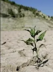 چگونه انبار غله ایران به انبار گرد و غبار تبدیل شد؟