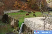 عکس: سمفونی رنگ‌ها در قلب کوهستان چالوس