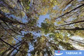 عکس: ریشه در خاک، سمبل مقاومت و ایستادگی