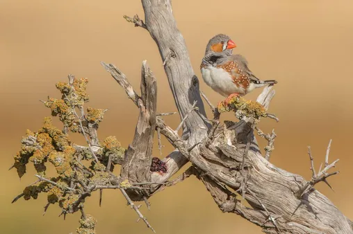عکس: برترین‌های مسابقات عکاسی BirdLife استرالیا