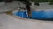 تصاویر گراز وحشی در استخر خانه ویلایی!