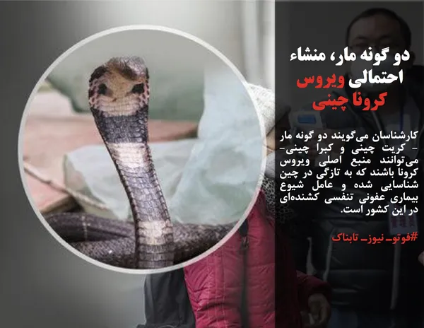 کارشناسان می&zwnj;گویند دو گونه مار - کریت چینی و کبرا چینی- می&zwnj;توانند منبع اصلی ویروس کرونا باشند که به تازگی در چین شناسایی شده و عامل شیوع بیماری عفونی تنفسی کشنده&zwnj;ای در این کشور است.
