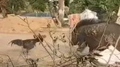 نبرد شجاعانه خروس لاری با گراز را ببینید