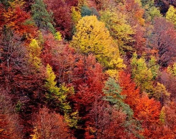  پایکوبی پاییز در جاده اسالم _ خلخال 