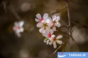 عکس: بهار زودرس در باغ‌شهر تاریخی مهریز