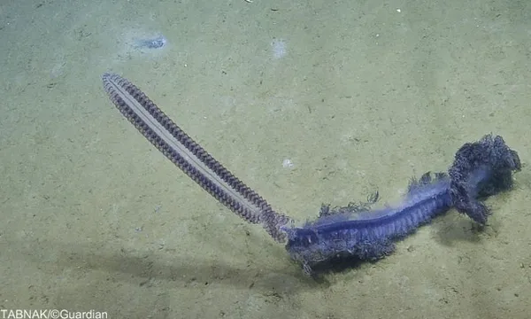 siphonophore &laquo;سیفونوفور&raquo; -  این موجود عجیب متشکل از هزاران زئوپلانکتون&zwnj; است.ساختار بدن این موجود عجیب از خانواده ستاره دریایی، شقایق&zwnj;ها و مرجان است و خیلی پیچیده به نظر می&zwnj;آید؛ سیفونوفور به رنگ آبی بنفش است و یکی از زیباترین موجودات جهان است.بدن این موجود از چند قسمت تشکیل شده است و سمی از خود ترشح می&zwnj;کند که بسیار دردناک است؛ یکی از خطرناک&zwnj;ترین موجوادت است و به تنهایی در اعماق آب&zwnj;ها زندگی می&zwnj;کند.