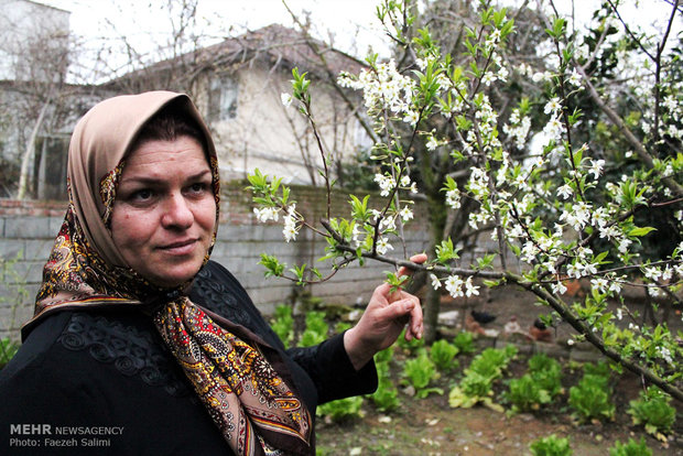 بانوی شالیکار