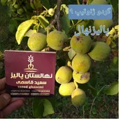 بزرگترین نهالستان کشور را بشناسید