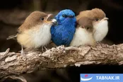 عکس: اتحاد پرندگان برای فرار از سرما