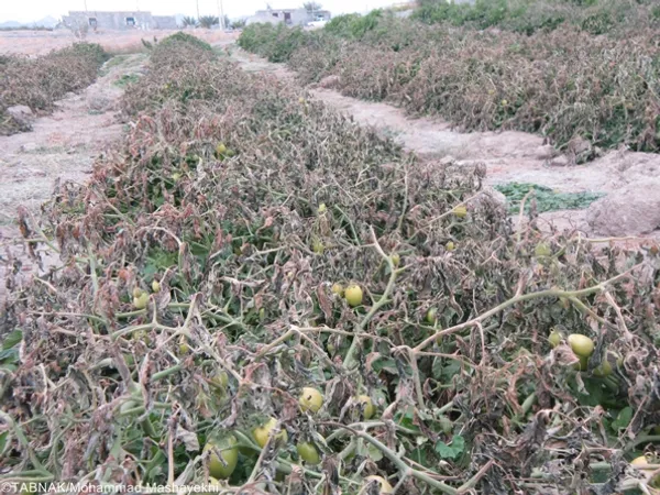 از بین رفتن گوجه فرنگی به دلیل سرمازدگی