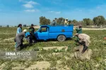 تابناک