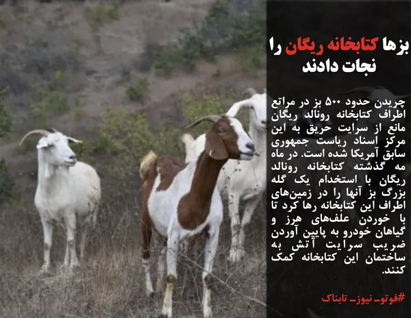 چریدن حدود ۵۰۰ بز در مراتع اطراف کتابخانه رونالد ریگان مانع از سرایت حریق به این مرکز اسناد ریاست جمهوری سابق آمریکا شده است. در ماه مه گذشته کتابخانه رونالد ریگان با استخدام یک گله بزرگ بز آنها را در زمین&zwnj;های اطراف این کتابخانه رها کرد تا با خوردن علف&zwnj;های هرز و گیاهان خودرو به پایین آوردن ضریب سرایت آتش به ساختمان این کتابخانه کمک کنند.
