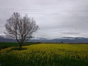 کرمان/ ارزوییه/مزرعه کلزا