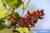 جنگل پسته خواجه کلات