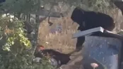 لحظات سگ کشی وحشیانه یک صهیونیست