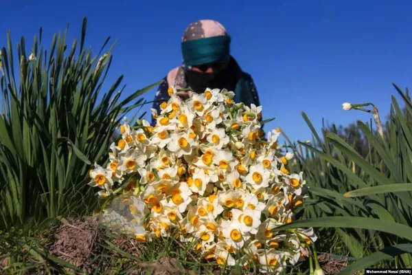 برداشت گل در بزرگ&zwnj;ترین باغ گل نرگس ایران