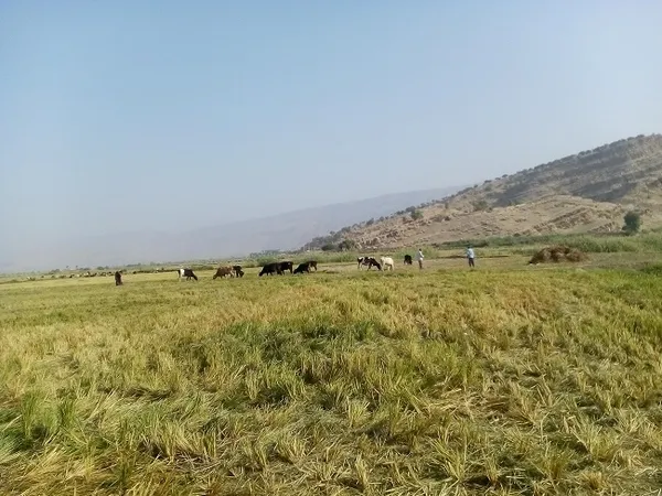 کشاورزی
