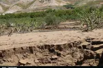 باغات انجیر