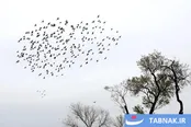 عکس: باغستان سنتی قزوین