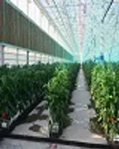 بزرگ‌ترین گلخانه شیشه ای خاورمیانه