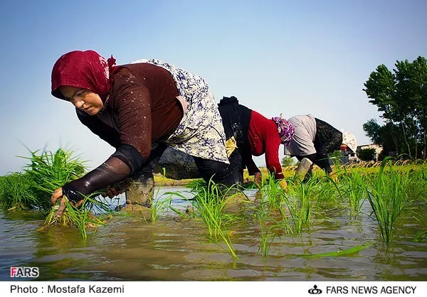 نشاء برنج در شالیزارهای روستای گرزمون ساری، پنج شنبه 2 خرداد 1392