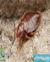 شرکت سمپاشی ساس