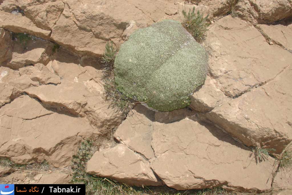 تابناک