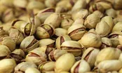 نغمه صبحگاهی پرندگان / «سفر به جیحون آباد» رنو گارسیا / «عزیز دوستوم مندن کوسوب اینجیدی» عالم قاسم اف / تهران در دوران احمدشاه قاجار
