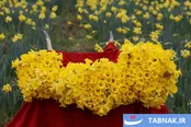 عکس: برداشت گل نرگس در چالوس