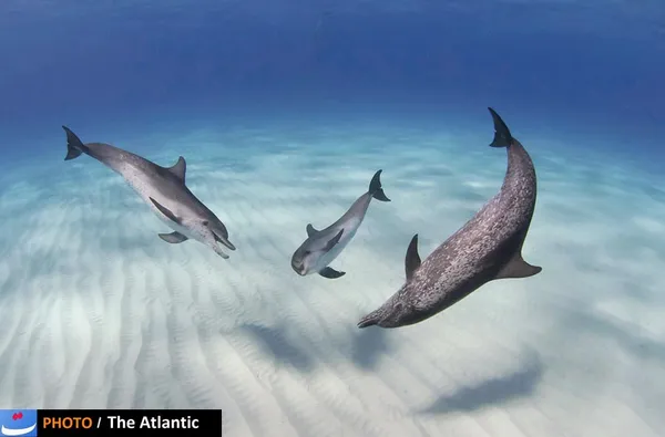 John Gaskell/National Geographic Photo Contest