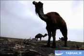 عکس: شترداری در مغان