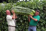 Giant Vegtables