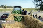 تابناک