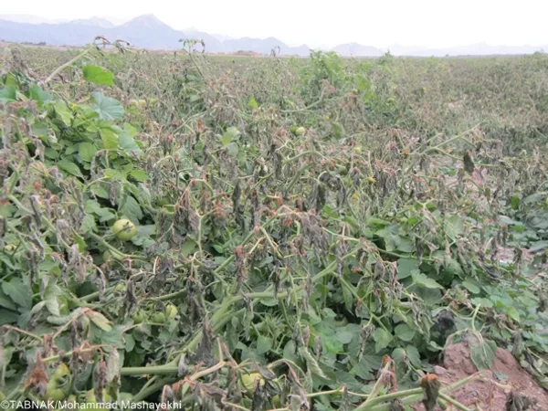 سرما زدگی و از بین رفتن گوجه فرنگی