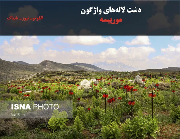 دشت لاله&zwnj;های واژگون مورپیسه