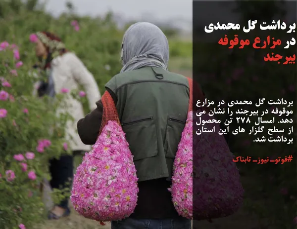 برداشت گل محمدی در مزارع موقوفه در بیرجند را نشان می دهد. امسال 278 تن محصول از سطح گلزار های این استان برداشت شد.
