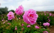 گل محمدی به اسم عربستان در یونسکو ثبت نشده