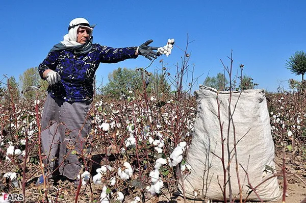 برداشت پنبه از مزرعه در روستای جعفر قلی اوشاقی در آذربایجان شرقی