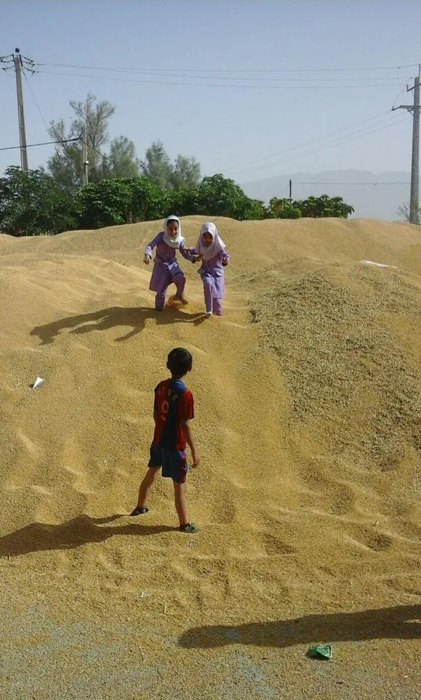 گندم