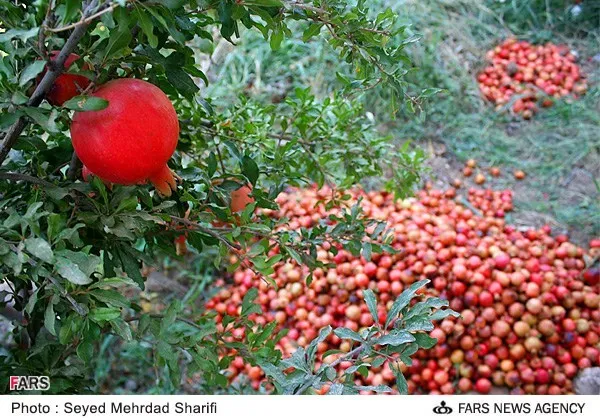 برداشت انار ارگانیک در ساوه