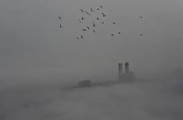 پرواز پرنده ای در اوج آلودگی در آسمان ووهان چین.
