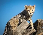 ذخیره‌ی ژن «پیروز» برای احیاء دوباره