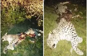 کشف لاشه یک پلنگ در چهاردانگه ساری