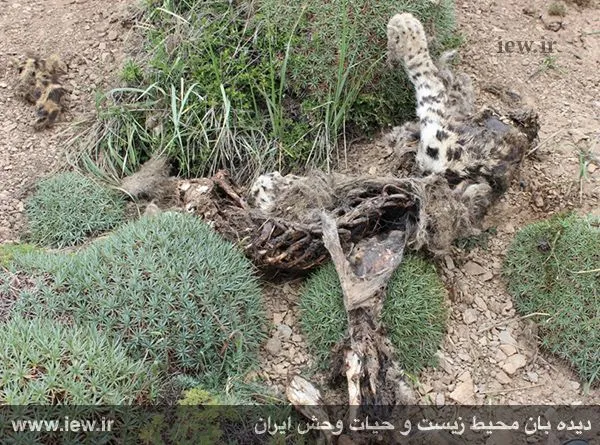 تابناک