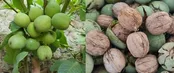 عجله کنید! فرصت محدود خرید نهال یارانه‌ای گردو و بادام فقط ۳۵ هزار تومان