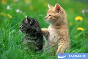 عکس: قاب‌های بامزه‌ای از حیوانات
