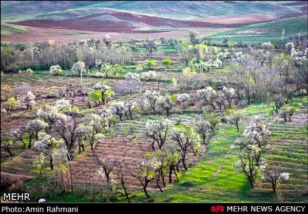با کاهش سرمای هوا و همچنین نزدیک شدن رویش شکوفه&zwnj;های بهاری آغاز شد.